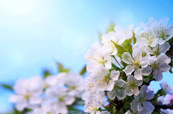 Sunset on white cherry blossoms. Spring background. — Stock Photo, Image