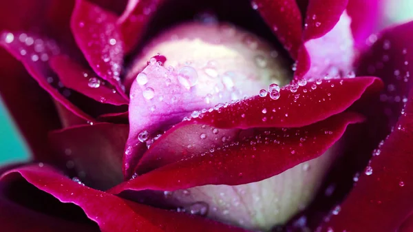 Rote Rose isoliert auf grün.rote Rose Nahaufnahme . — Stockfoto