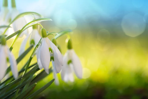 Sněhové kapky na pozadí bokeh ve slunné jarní zahradě pod slunečními paprsky. — Stock fotografie