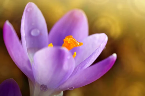 Macro shot van paarse krokus in de voorjaarstuin. Pasen achtergrond. — Stockfoto