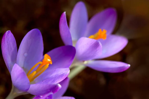 Macro tiro de croco roxo no jardim da primavera. Fundo pascal. — Fotografia de Stock