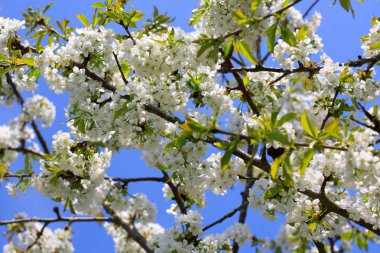 Beyaz kiraz çiçeklerine yaklaş. Bahar arkaplanı.