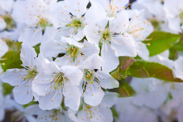 春の庭の白い桜のマクロショット. — ストック写真