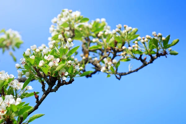 Close up on white cherry blossoms. Spring background. — Stock Photo, Image