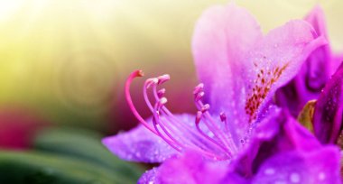 Bahar güzel pembe Azaleas çiçeklenir Close-Up.