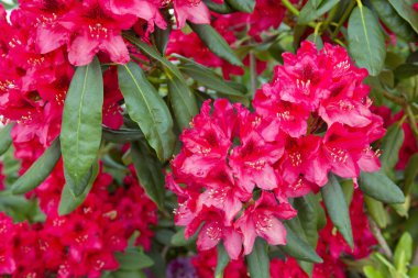 Bahçede kırmızı aczaleas çiçekleri. Arka plan..