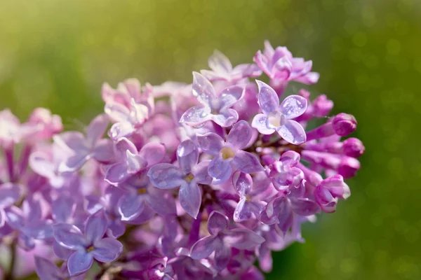 Close up of blossoming lilac isolated on green. — Stock Photo, Image