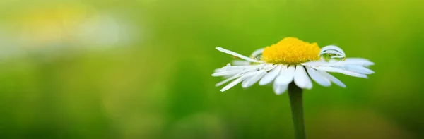 White daisy close-up. Summer flowers background.