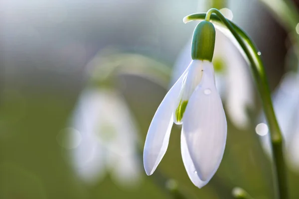 Schneeglöckchen auf Bokeh-Hintergrund im sonnigen Frühlingsgarten unter Sonnenstrahlen. — Stockfoto