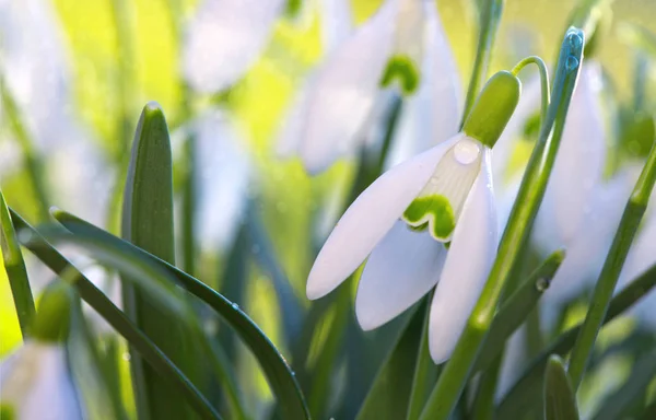 Sněhové kapky na pozadí bokeh ve slunné jarní zahradě pod slunečními paprsky. — Stock fotografie