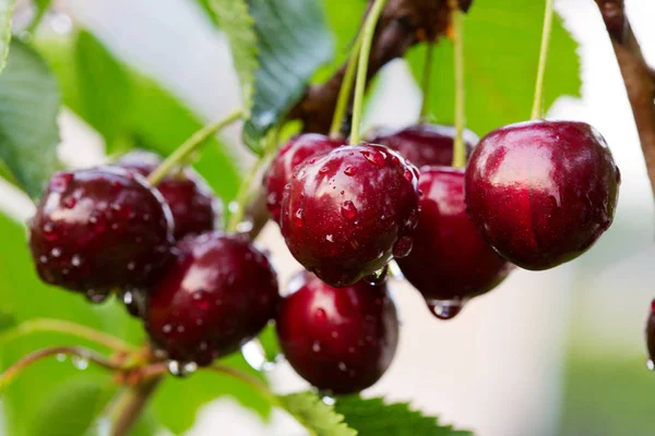 Makro skott på röda körsbär i sommarträdgården. — Stockfoto