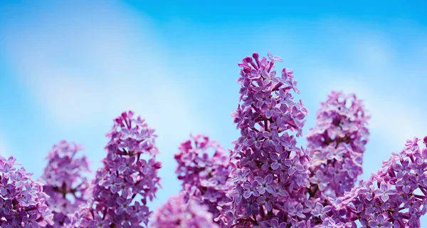 Ramo de lilás florescente isolado no céu azul . — Fotografia de Stock