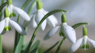 Güneşli bahar bahçesinde, güneş ışınları altında, arka planda kar damlaları.