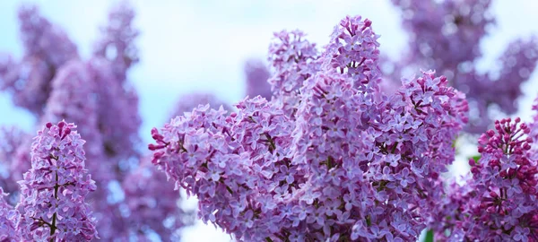 Branch of blossoming lilac isolated on blue sky. — Stock Photo, Image