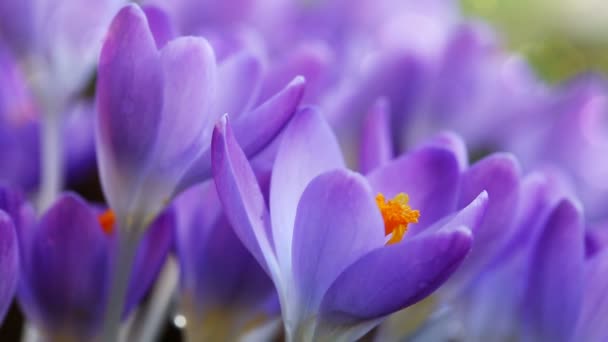 Azafrán púrpura en el jardín de primavera. Fondo de Pascua . — Vídeo de stock