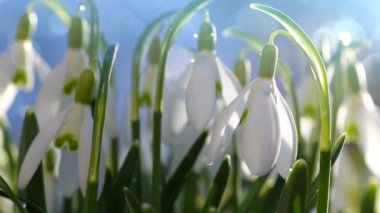 Güneşli bahar bahçesinde, güneş ışınları altında, arka planda kar damlaları.