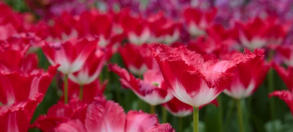 Крупный план тесно связанных бело-розовых тюльпанов. Пасхальный фон . — стоковое фото