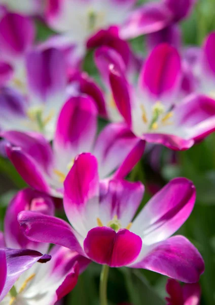Tulipanes violetas en jardín de primavera. Macro tiro . — Foto de Stock
