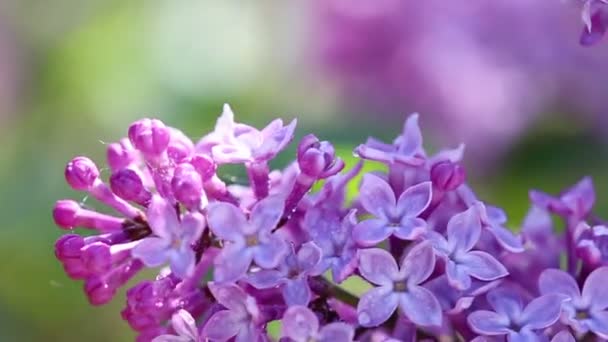 Close-up oof blossoming lilac . — Stock Video