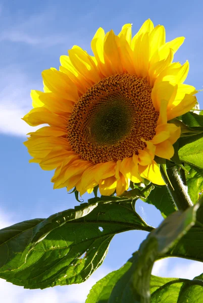 Sun flower against a blue sky. Summer background. — Stock Photo, Image