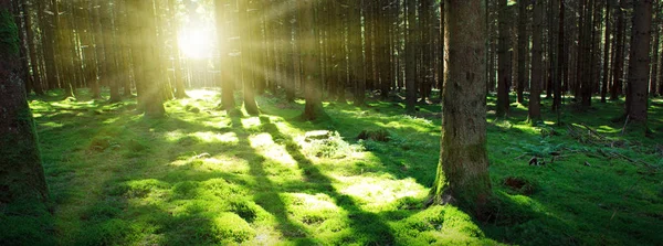 Forest of Beech Trees illuminated by sunbeams . Nature background. — Stock Photo, Image