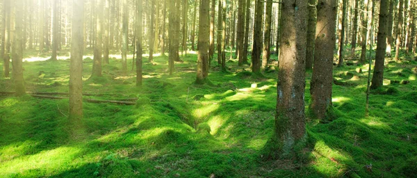 Forêt de hêtres éclairée par des rayons de soleil. Contexte naturel . — Photo