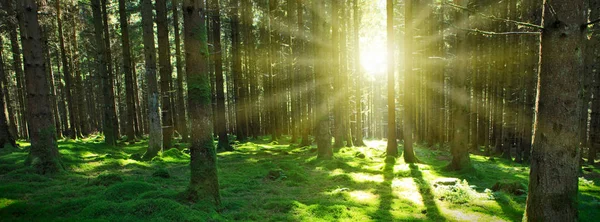 Panorama z malebného lesa čerstvé zelené listnaté stromy se sluneční světlo. — Stock fotografie