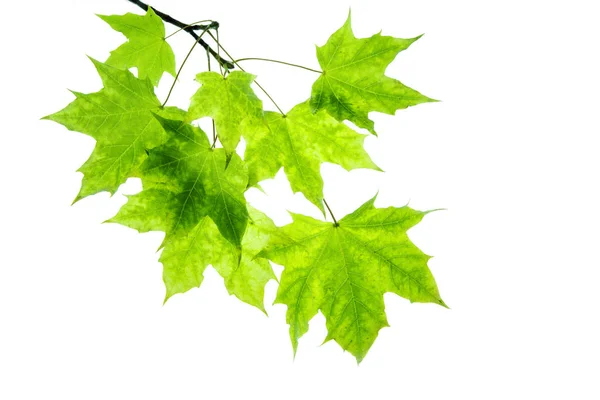 Клен зелене листя ізольоване на білому тлі . — стокове фото