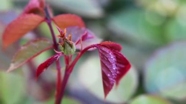 gül yaprakları ile seçici odak.