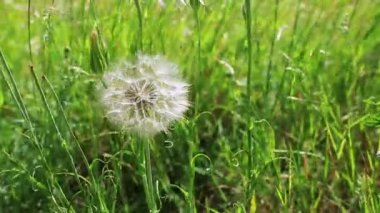 Bahar çiçekleri dandelions yeşil çim.