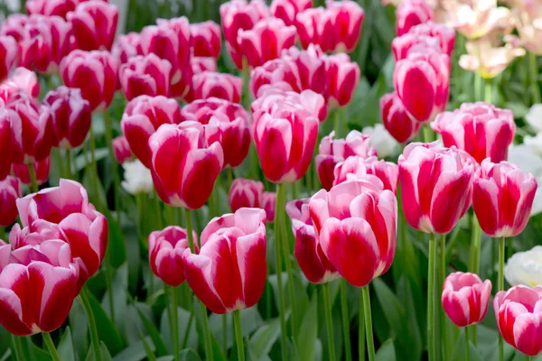 Nahaufnahme weißer rosa Tulpen. Osterhintergrund. — Stockfoto