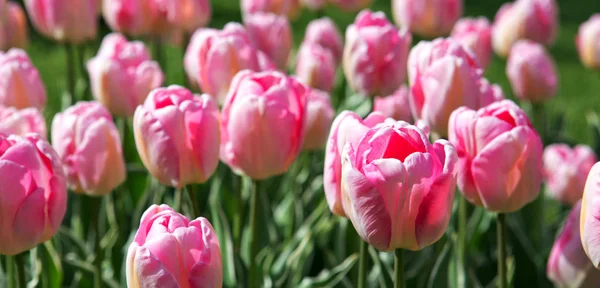 Nahaufnahme weißer rosa Tulpen. Osterhintergrund. — Stockfoto