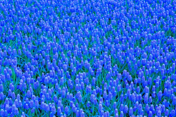 Rivière bleue de fleurs de muscari dans le jardin holland — Photo