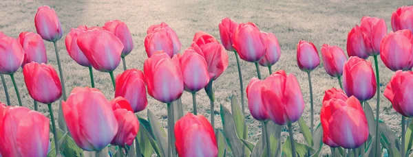 Nahaufnahme weißer rosa Tulpen. Osterhintergrund. — Stockfoto