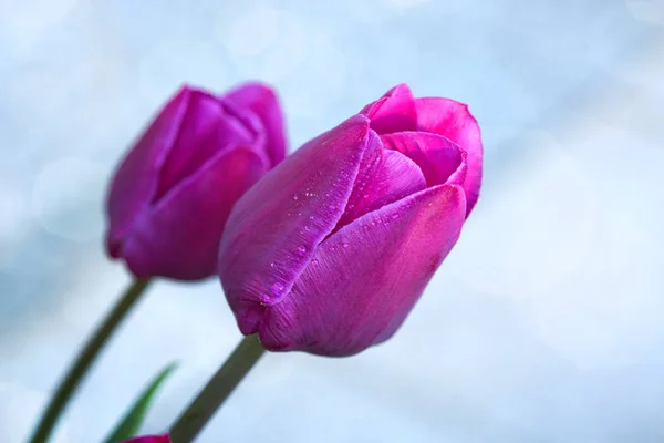 Фиолетовые тюльпаны крупным планом изолированы на голубом фоне . — стоковое фото