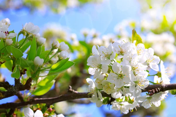 Close up on white cherry blossoms. Spring background. — Stock Photo, Image