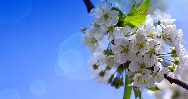 Close up on white cherry blossoms. Spring background. — Stock Photo, Image
