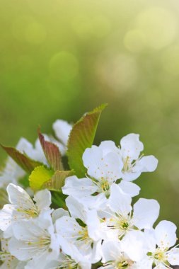 Bir bahar günü kiraz çiçekleri açar.
