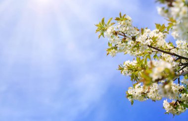 Beyaz kiraz çiçeklerine yaklaş. Bahar arkaplanı.
