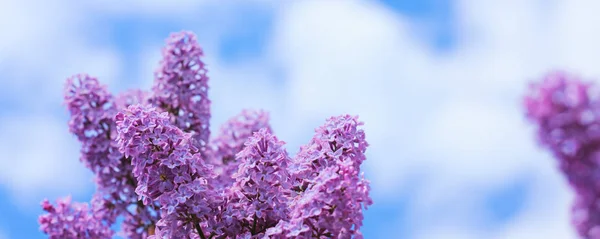 Gren av blommande syren isolerad på blå himmel. — Stockfoto