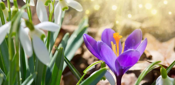 Snowdrops on bokeh background in sunny spring garden and purple crocus . — Stock Photo, Image