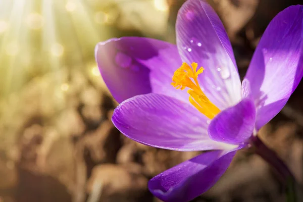 Macro shot de crocus violet dans le jardin de printemps. Fond de Pâques. — Photo