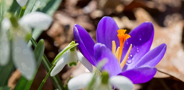 Macro shot di croco viola nel giardino primaverile. Sfondo pasquale. — Foto Stock