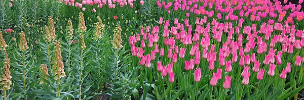 Gros plan sur les tulipes blanches roses. Fond de Pâques . — Photo