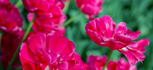 Tulipanes rojos en jardín de primavera. Fondo de Pascua . — Foto de Stock