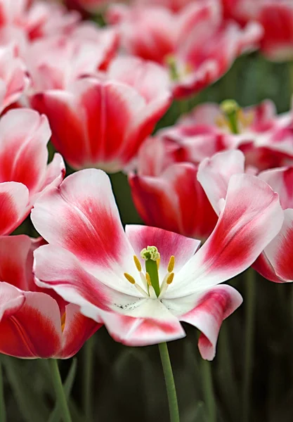 Primer plano de tulipanes blanco-rosados estrechamente agrupados. Fondo de Pascua . — Foto de Stock