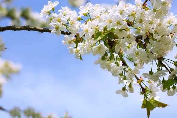 Close up on white cherry blossoms. Spring background. — Stock Photo, Image