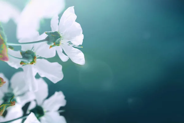 Цветы сакуры цветут в весенний день Стоковое Изображение