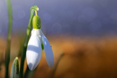 Güneşli bahar bahçesinde, güneş ışınları altında, arka planda kar yağışı.