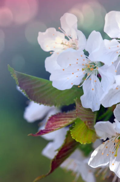 Bunga dari bunga sakura mekar pada hari musim semi — Stok Foto